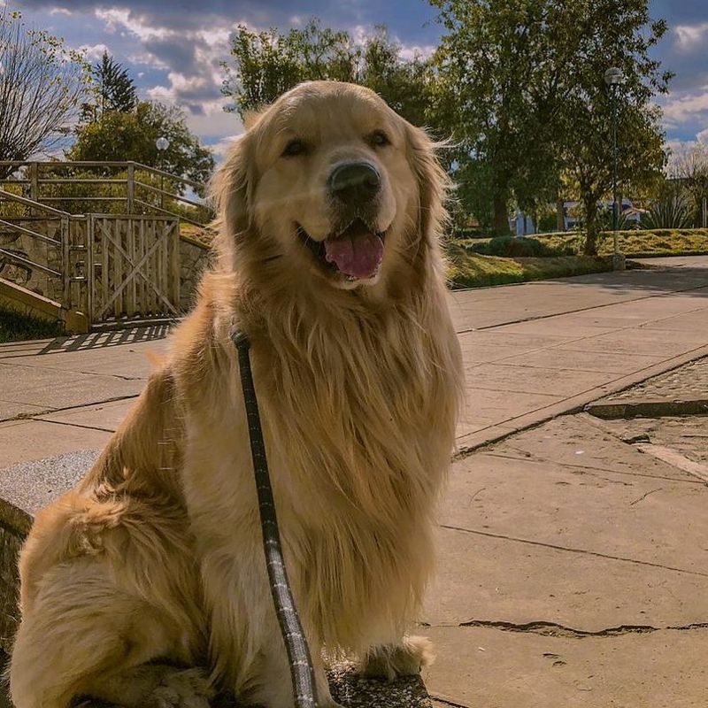 Boby sentado en un parque serrano con cielo azul de nubes andinas