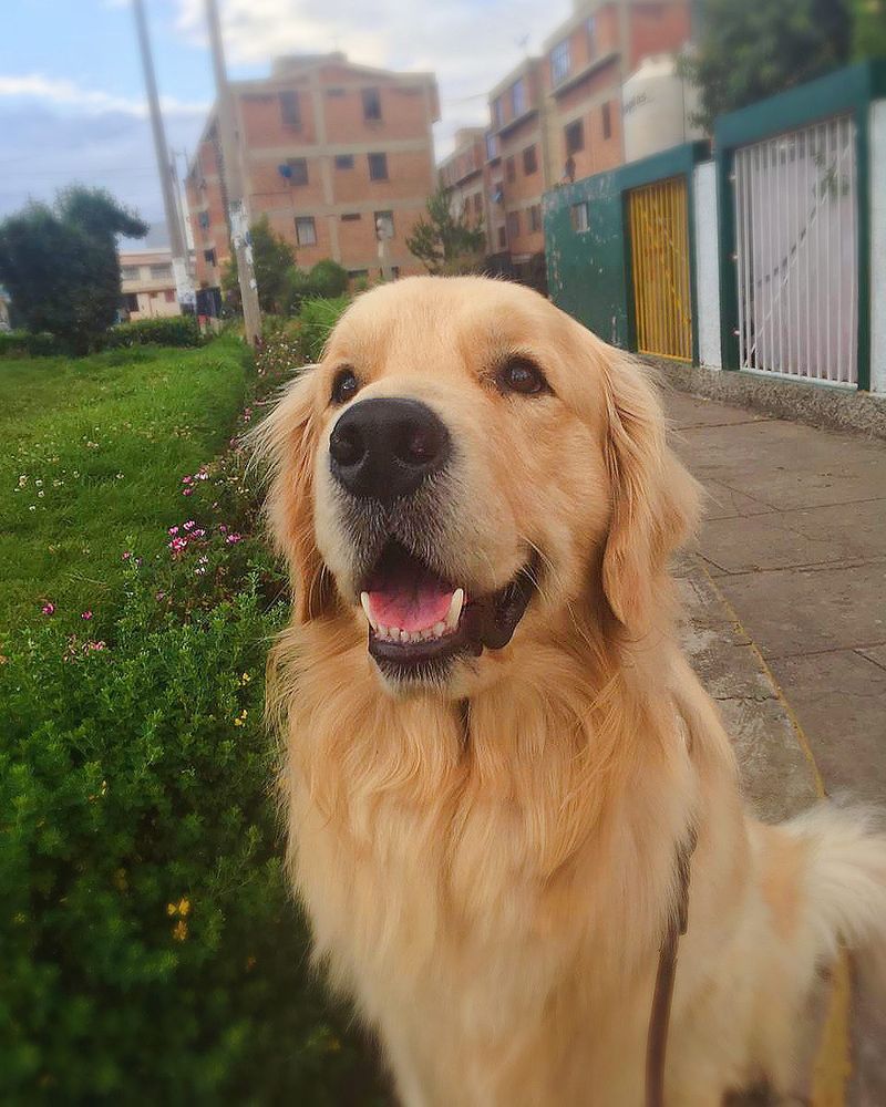Boby sonriendo entre flores en una vereda de Huancayo