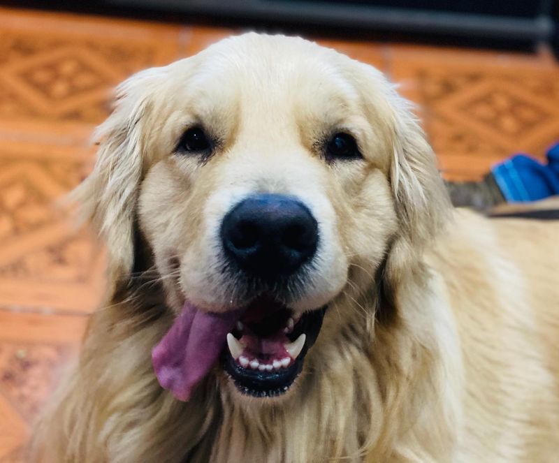 Primer plano de Boby mirando a cámara con la lengua fuera