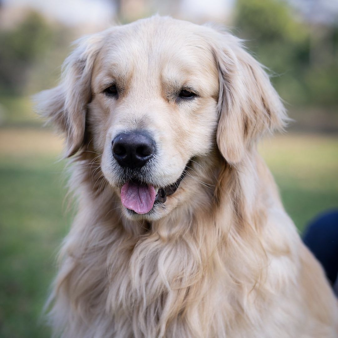 Retrato profesional de Boby, Golden Retriever padre de la camada
