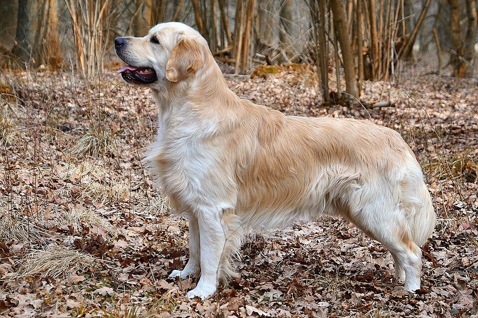 Golden Retriever — fotografía referencial mientras preparamos la ficha real de la madre