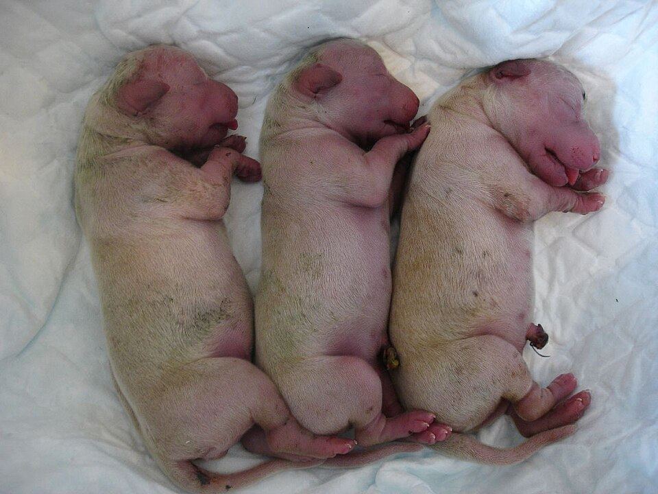 Cachorros golden recién nacidos — imagen referencial