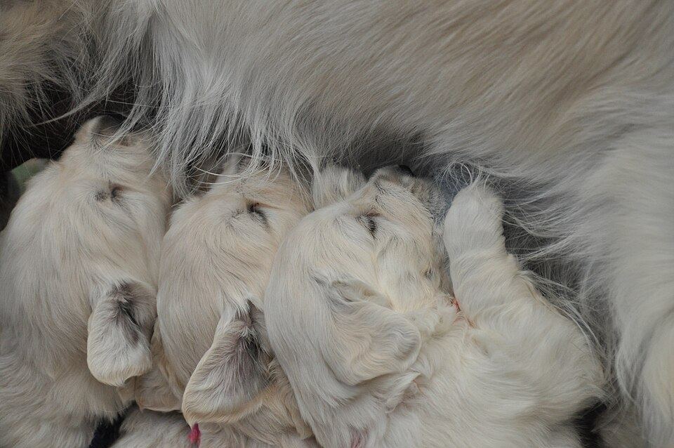 Cachorros golden de 4 semanas — imagen referencial