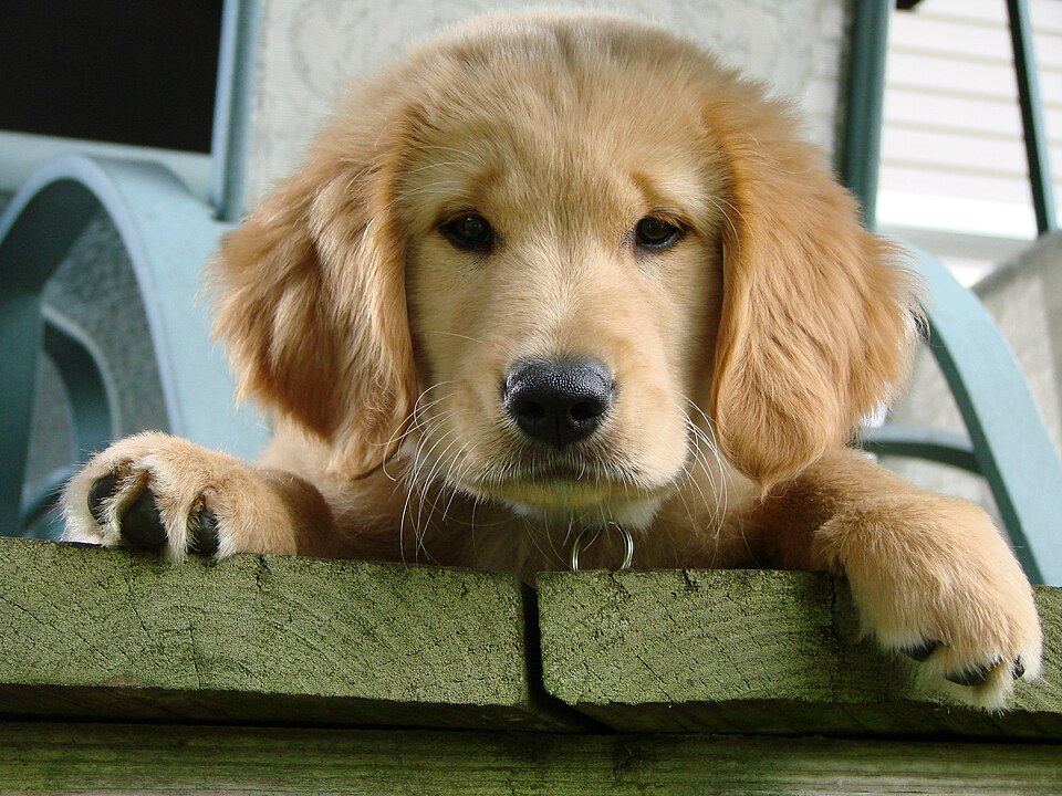Cachorro golden de 8 semanas — imagen referencial
