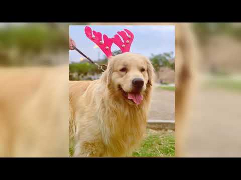 Miniatura del video: 5 errores que arruinan a un cachorro Golden